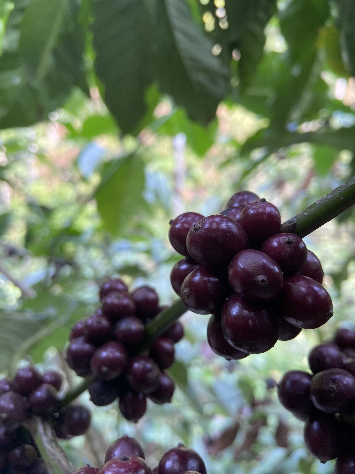 Coffee beans on the tree