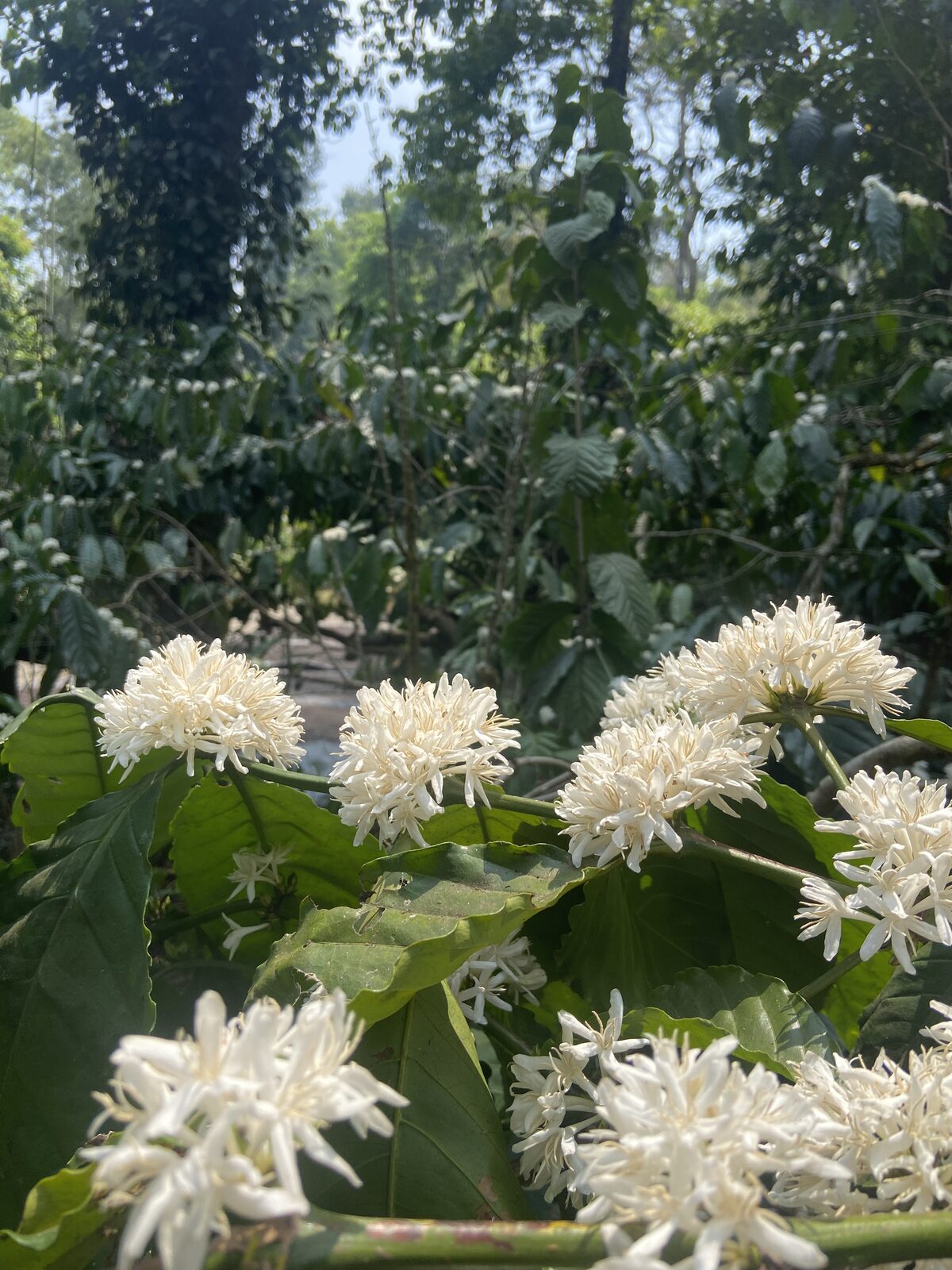 Coffee plants in full bloom, branches covered in white blossoms