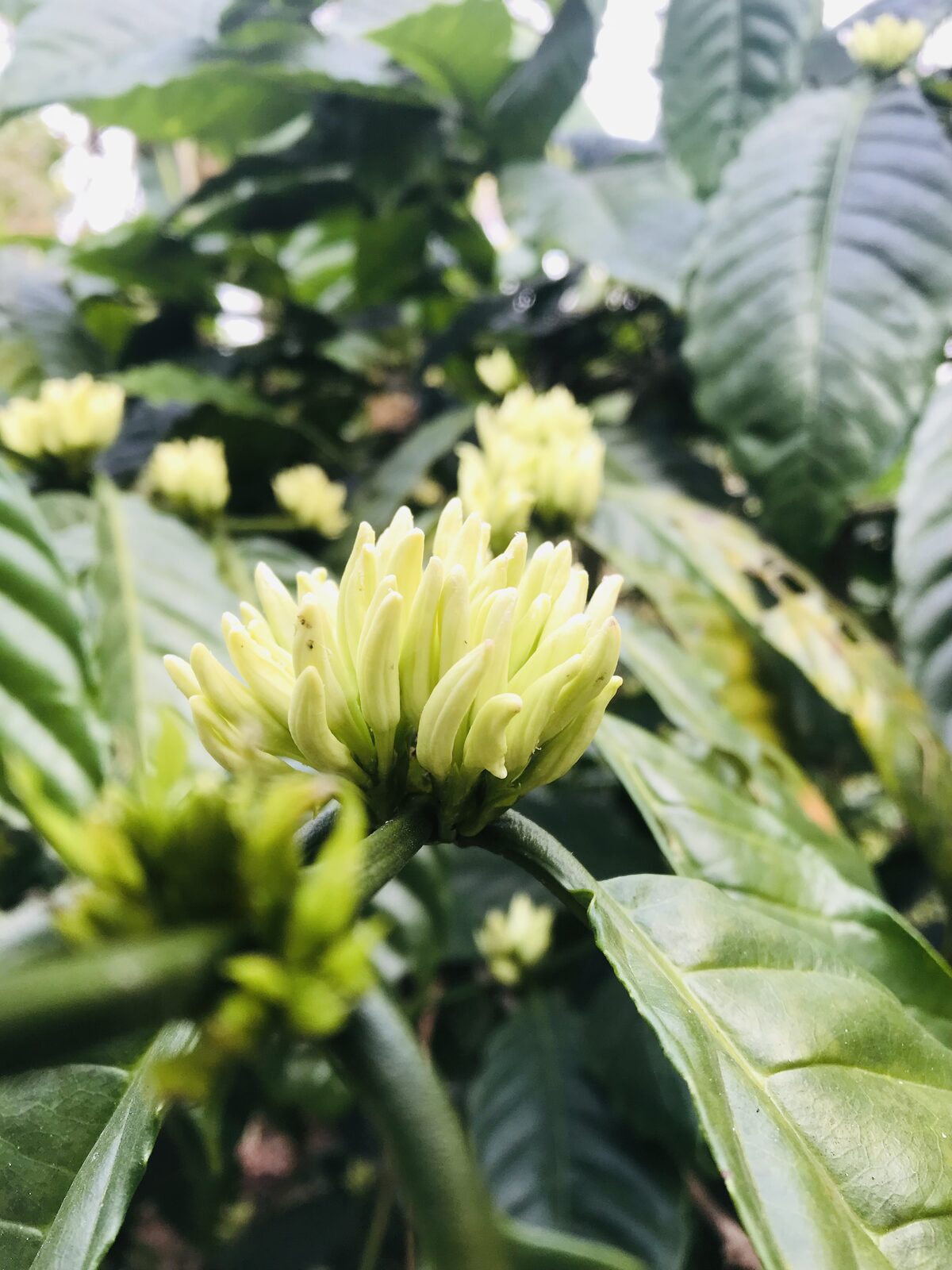Close-up of a single coffee flower