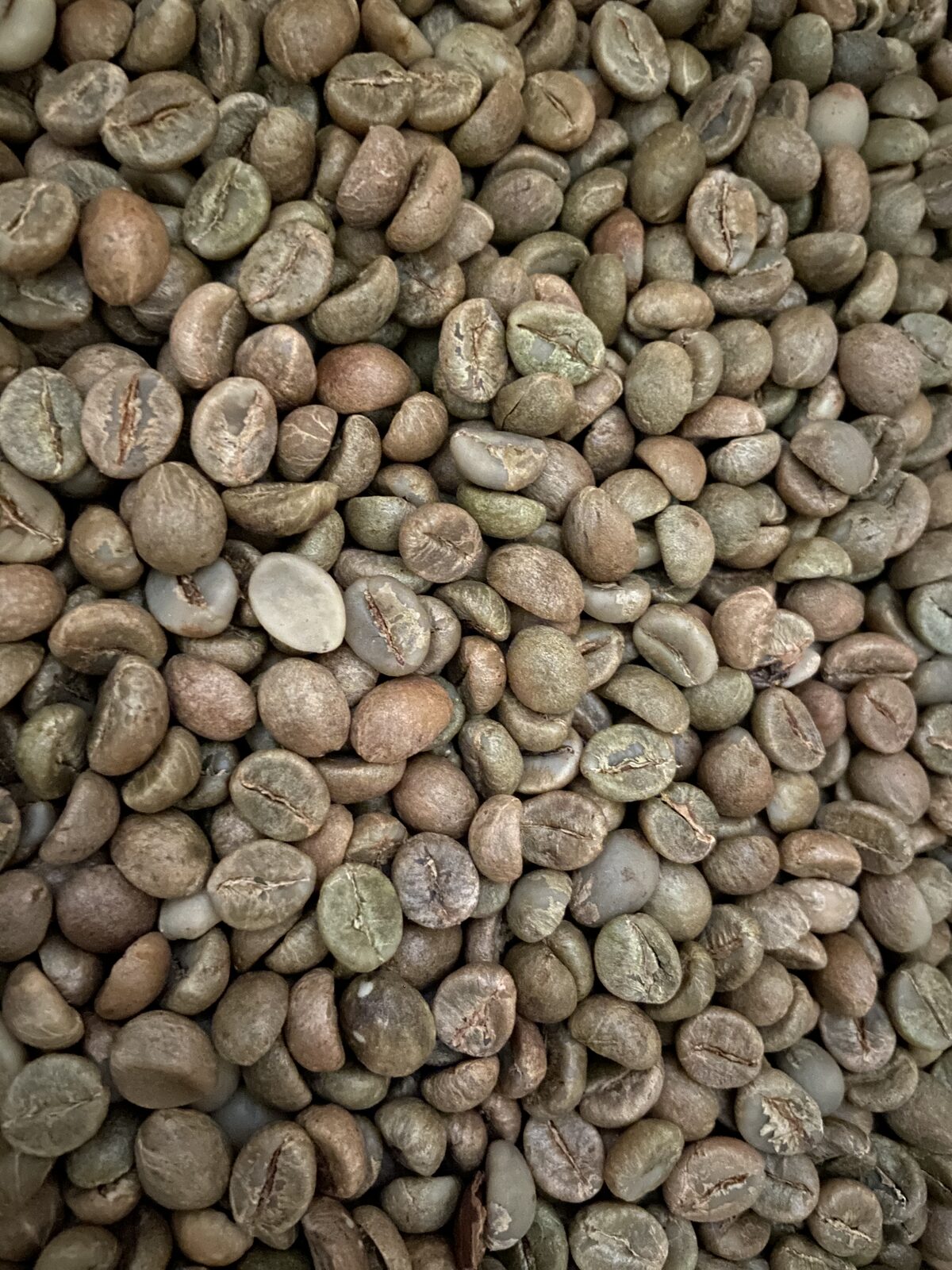 Fully sun-dried coffee cherries, dark and shrunken
