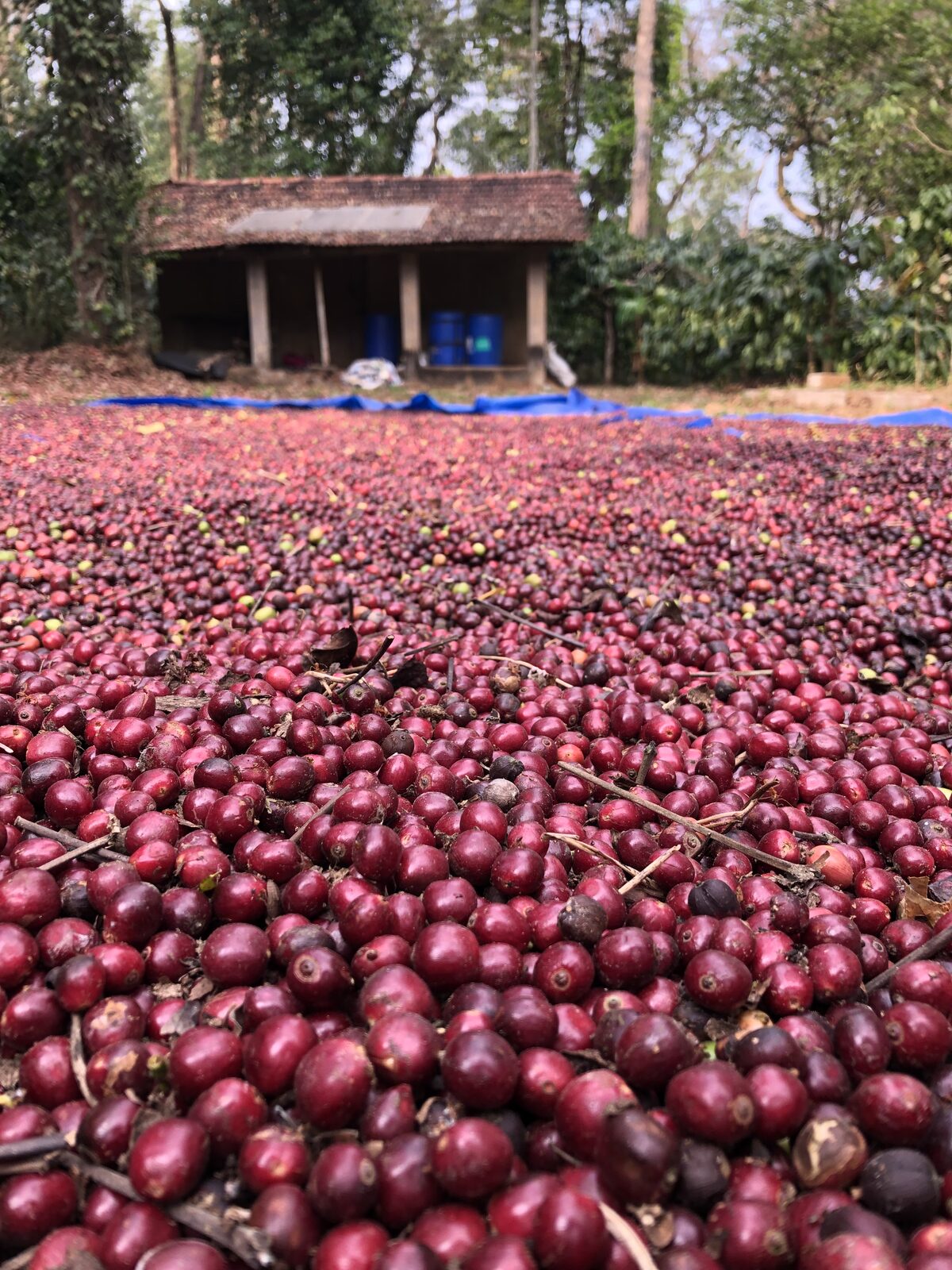 Coffee beans drying
