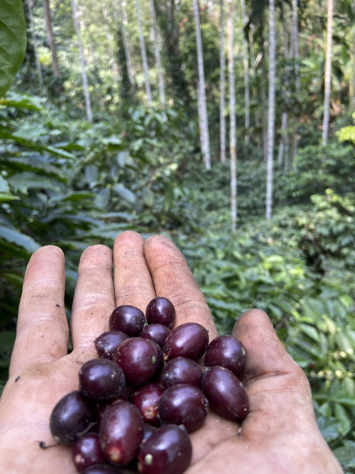 Freshly hand-picked coffee cherries, deep red and ripe