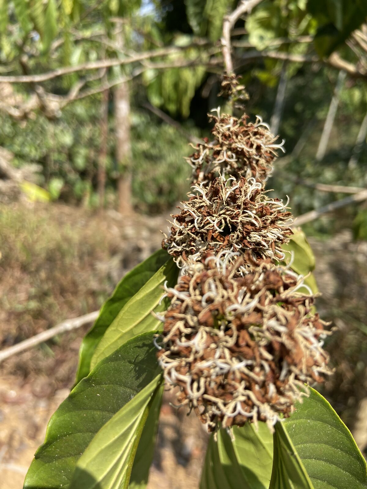 Coffee branches after blossom, with tiny green fruit beginning to set