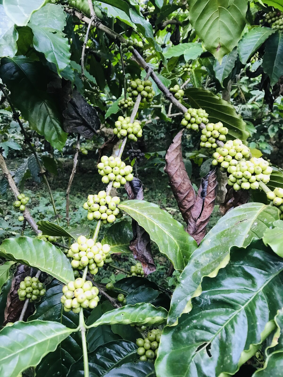 Fresh green beans hanging from the branch